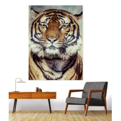 Poster TIGRE photo