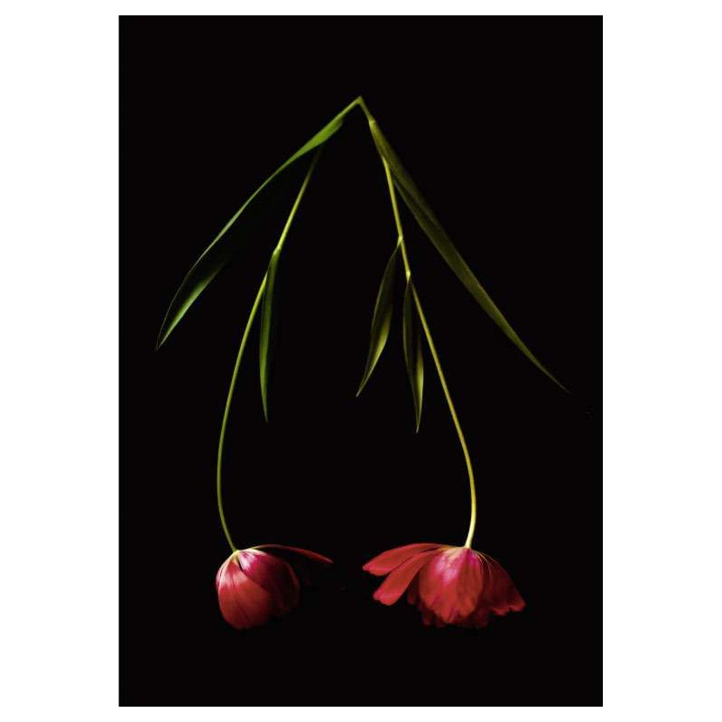 Poster TULIPA - Poster chambre