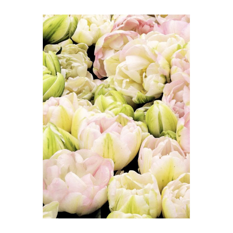 Poster TULIPES ROSES - Poster rose