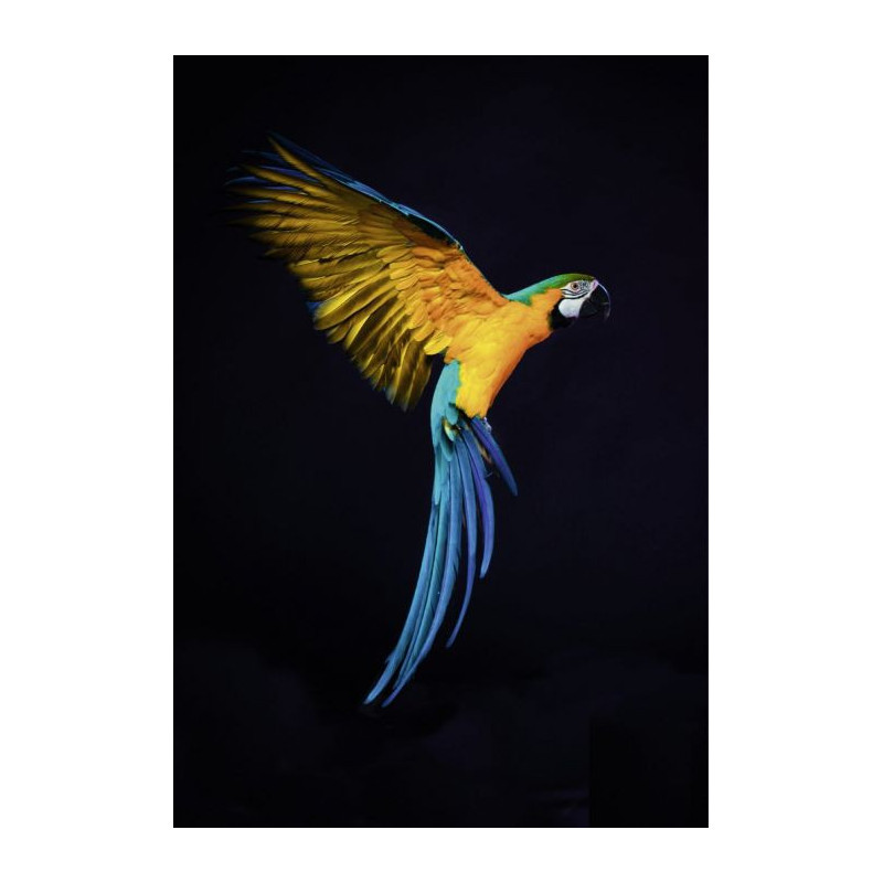 PARROT FLIGHT poster - Animal poster