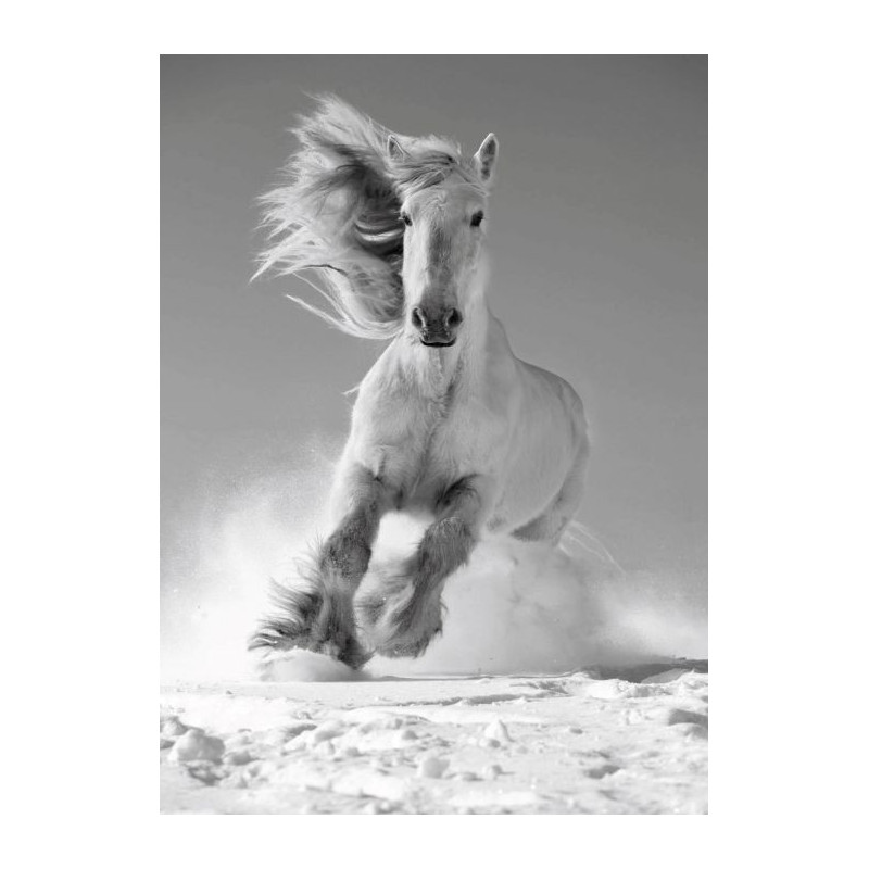 Poster WHITE HORSE - Poster noir et blanc