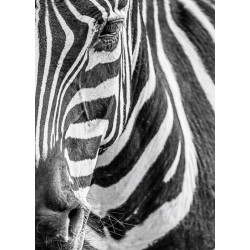 ZEBRE