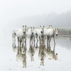 CAMARGUE HORSES poster