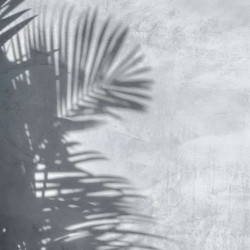 PALM SHADOW poster