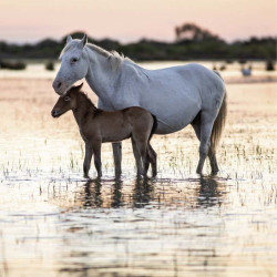 TENDERNESS poster