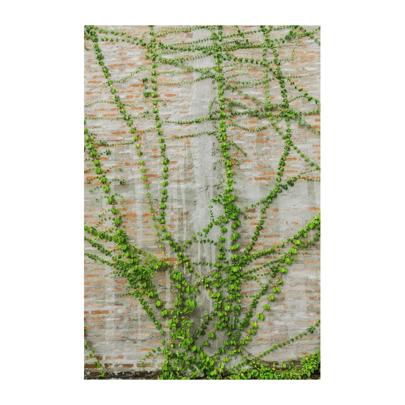 LIANA wall hanging - Nature wall hanging