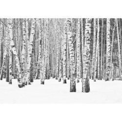 Poster BLACK AND WHITE FOREST