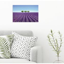 COLOUR LAVENDER poster