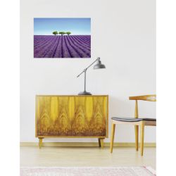 COLOUR LAVENDER poster