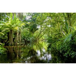 Poster FORET TROPICALE