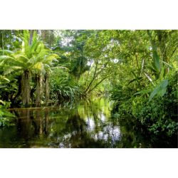 TROPICAL FOREST Poster