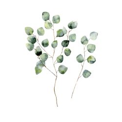 GREEN EUCALYPTUS poster