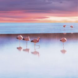 Póster EL LAGO CON LOS FLAMENCOS ROSAS