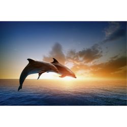 DOLPHINS JUMP Poster