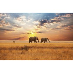 Poster SAVANE AFRICAINE