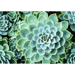 SUCCULENTE canvas print