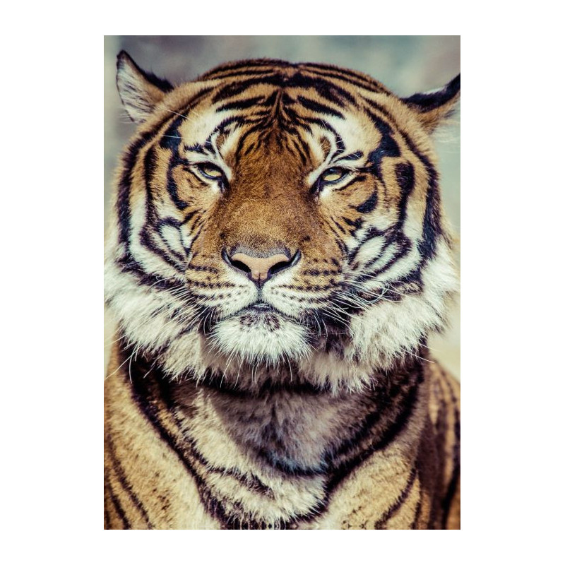 Tableau décoratif animalier en toile : le tigre du Bengale
