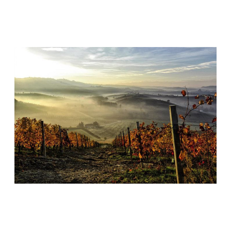 AUTUMN VINE poster - Panoramic poster