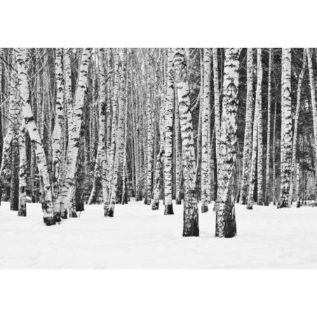 BLACK AND WHITE FOREST Wallpaper