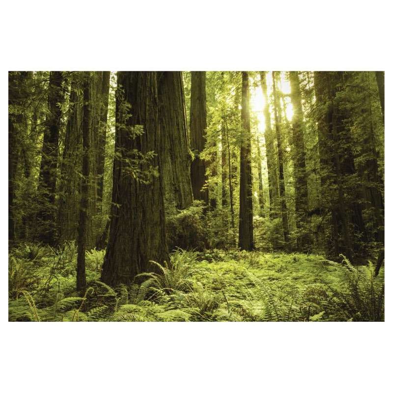 GIANT SEQUOIA USA canvas print - Landscape and nature canvas