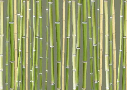 Brise vue bambou en dessin