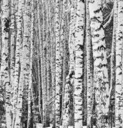 Papel pintado de bosque de abedules en blanco y negro