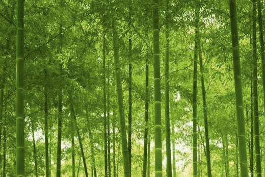 Papier peint nature zen foret de bambous