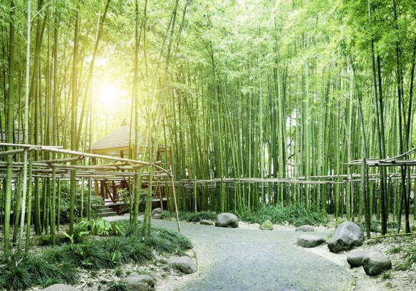 Poster bambous verts